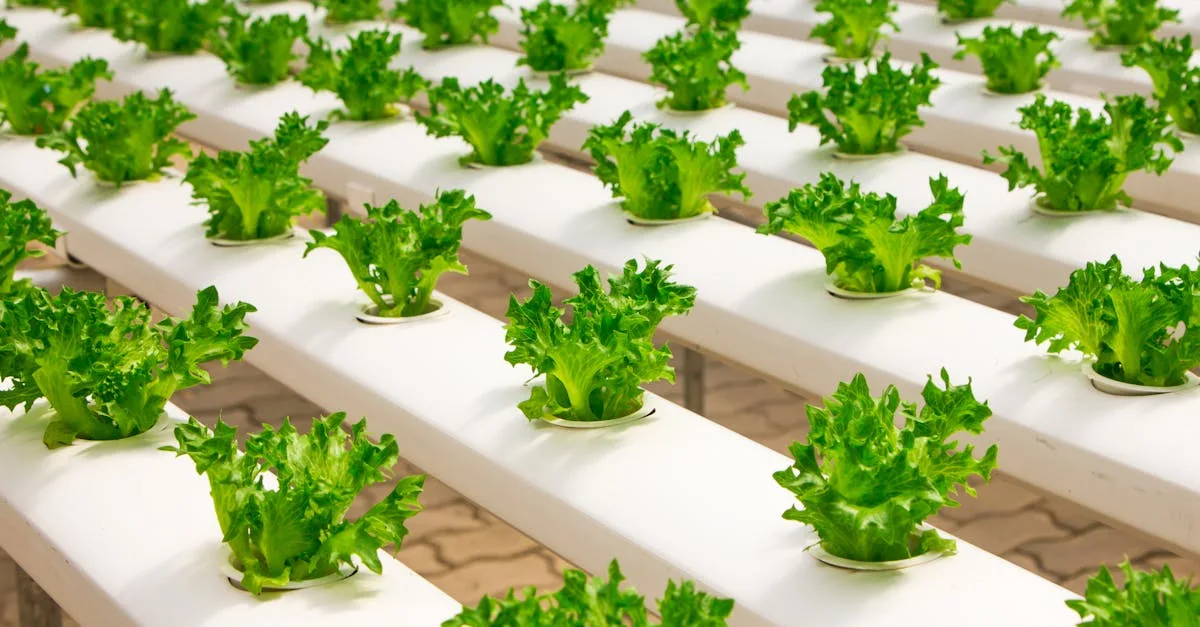 découvrez l'aquaponie, une méthode écologique combinant aquaculture et culture hydroponique pour un jardinage durable et productif.