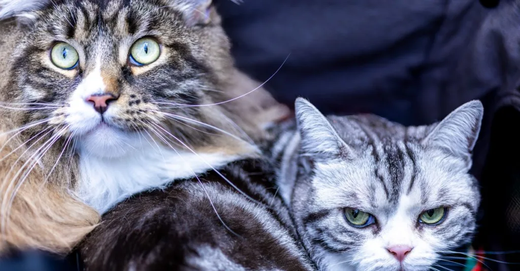 conseils pratiques pour une cohabitation harmonieuse entre chats, favorisant la paix et le bien-être de vos compagnons félins.