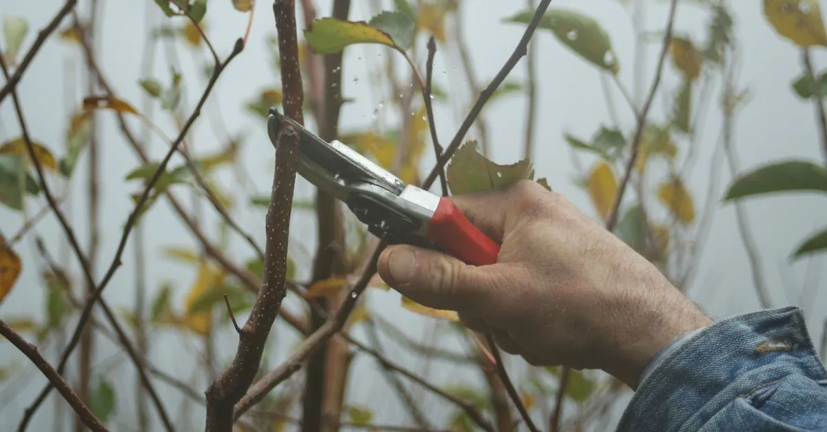découvrez les techniques essentielles de la taille des plantes pour favoriser une croissance saine et améliorer la floraison de votre jardin.