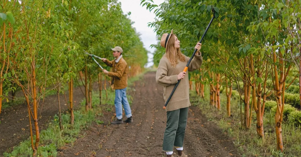 découvrez les meilleures techniques de taille pour vos arbres et arbustes afin de favoriser leur croissance et leur santé.